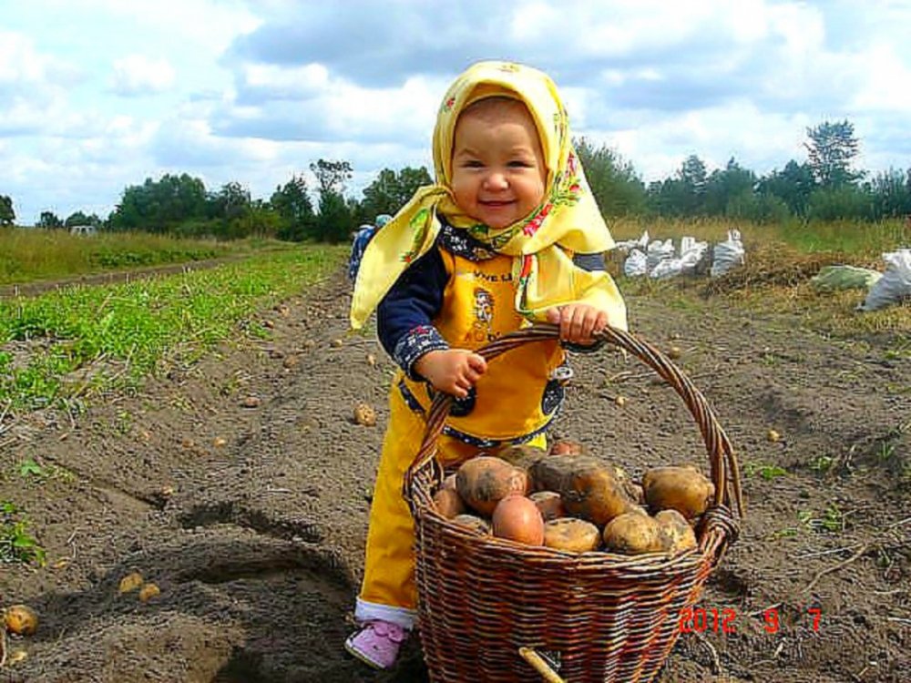 Копать картошку смешно