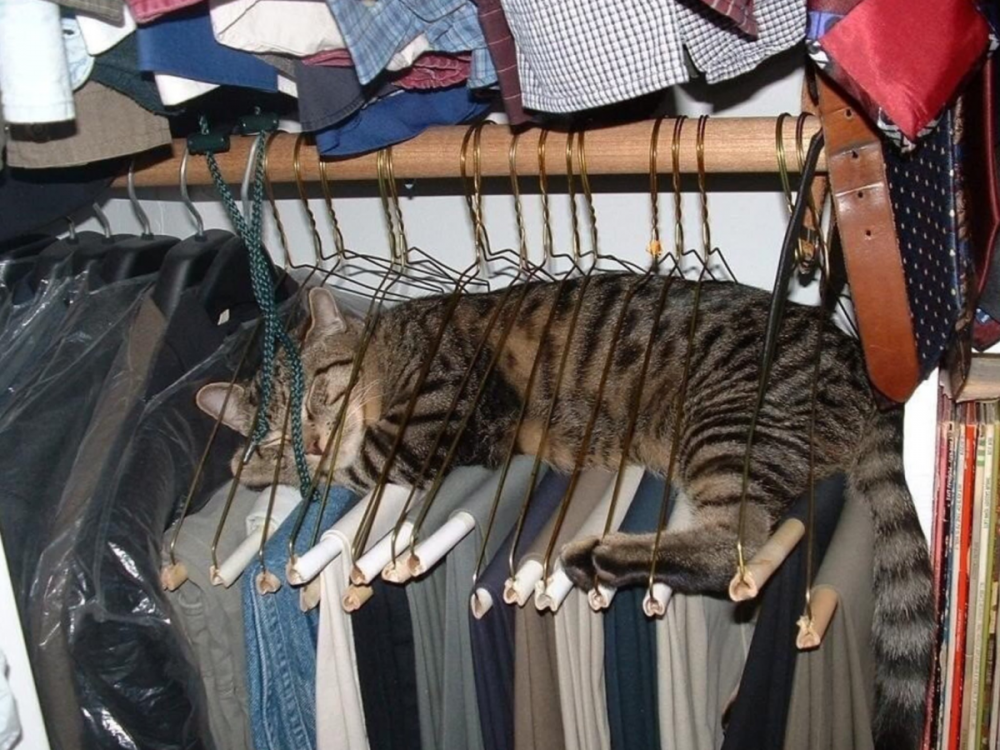 Кошка в гардеробной