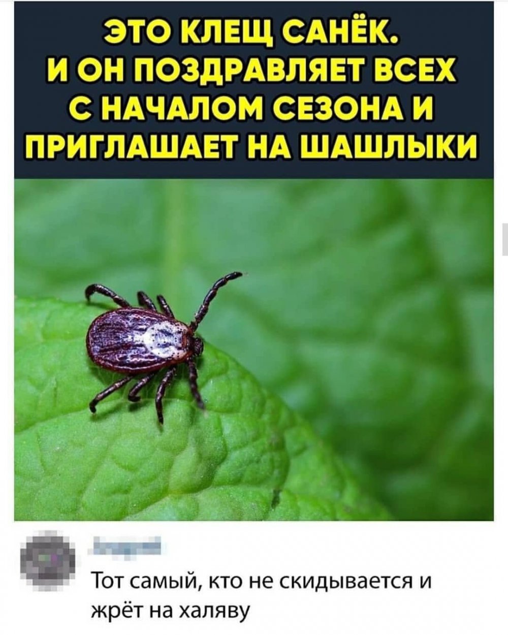 Шутки про клещей