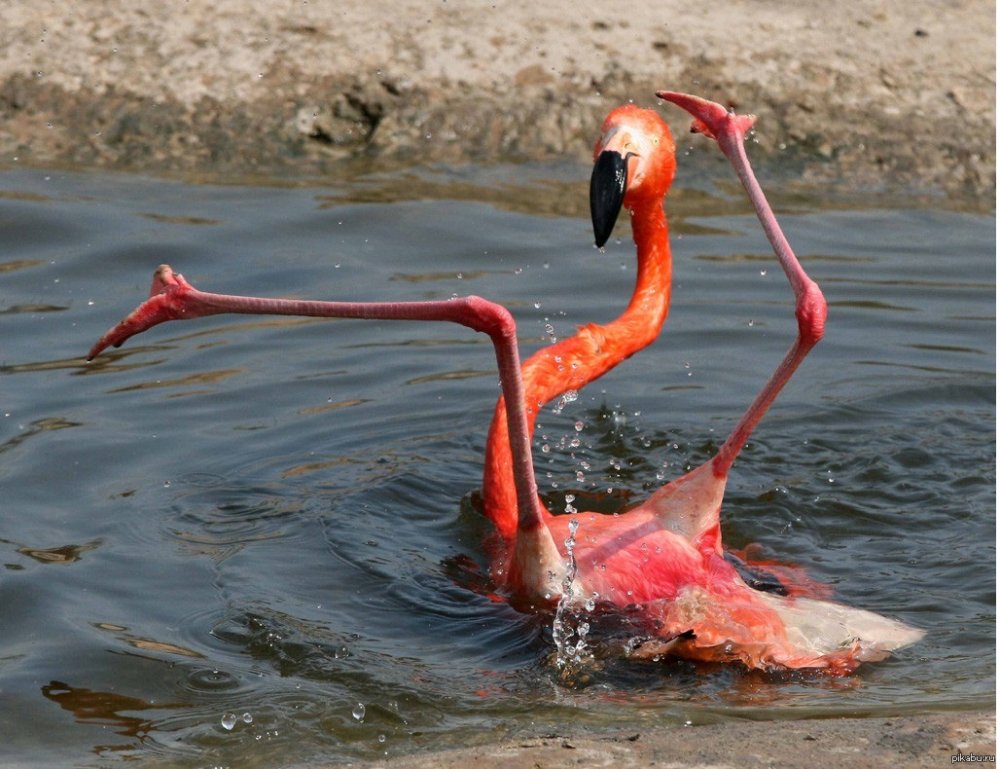 Смешной Фламинго