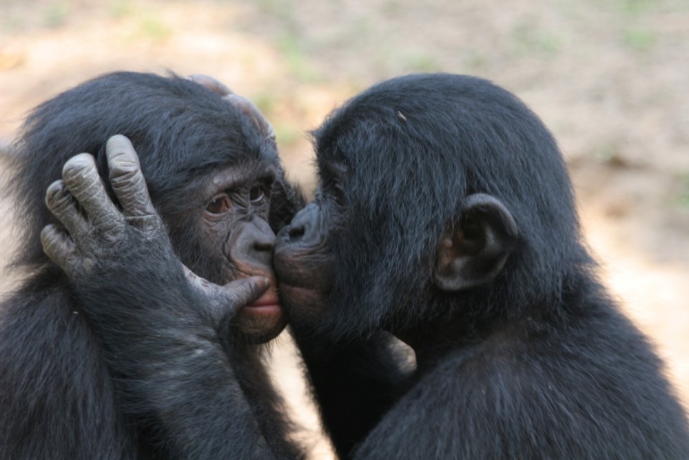 Бонобо поцелуй
