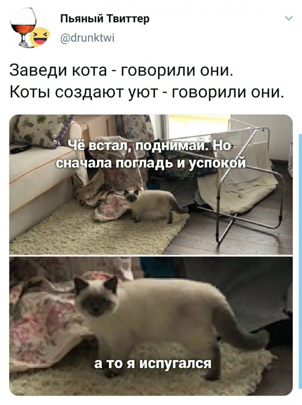 Удивленный кот