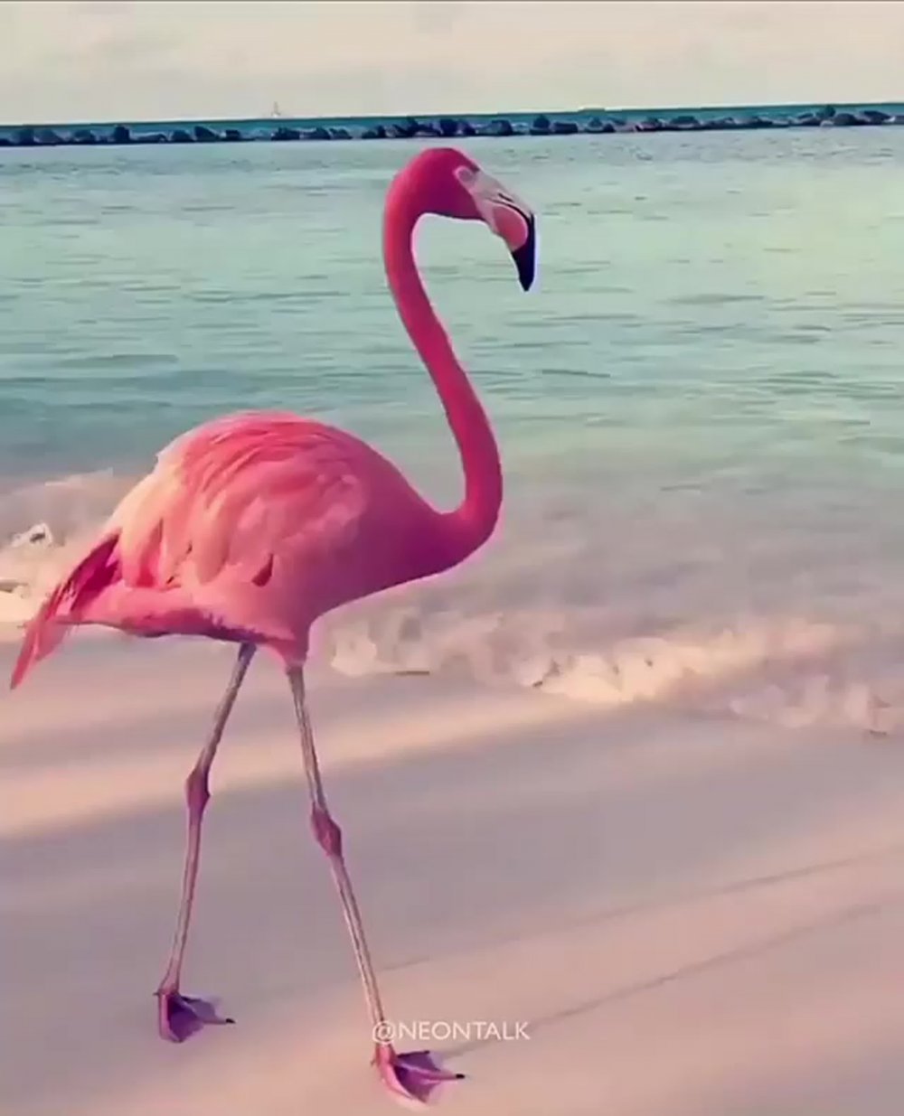Розовый Фламинго дитя заката