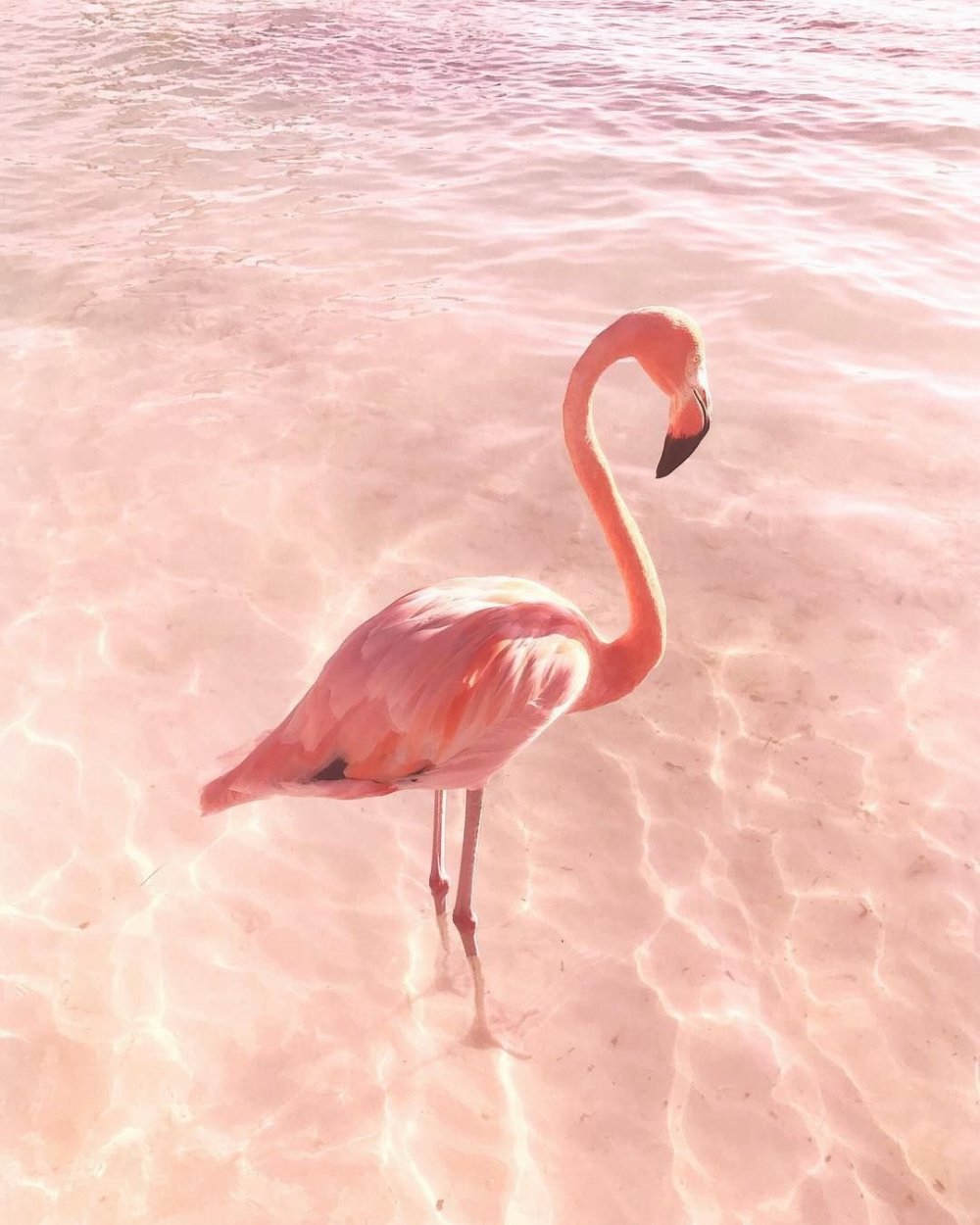 Коралловый Фламинго