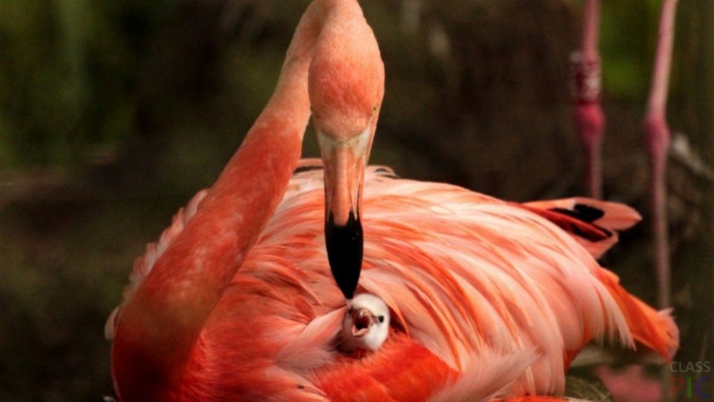 Птенец розового Фламинго