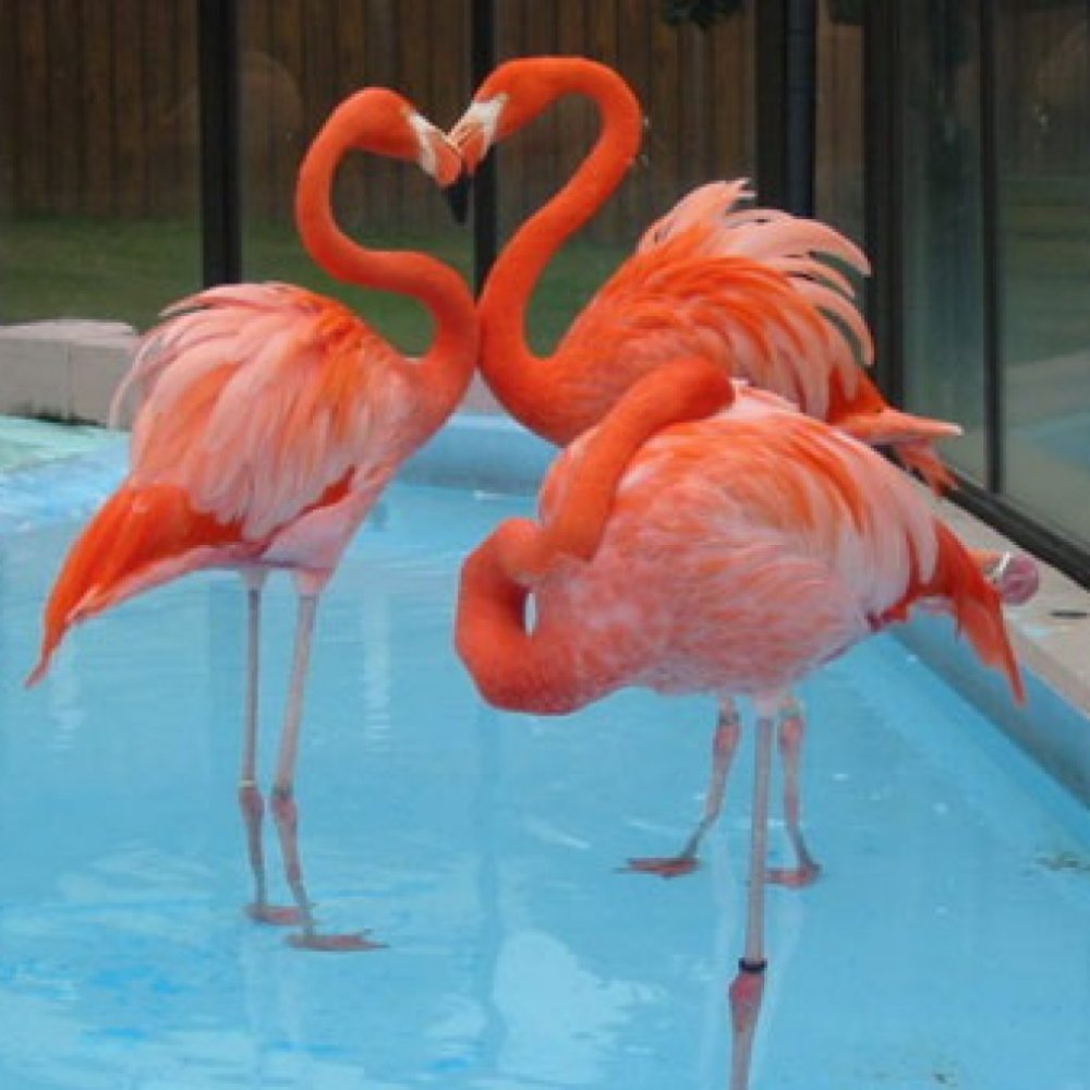 Розовый Фламинго сердце