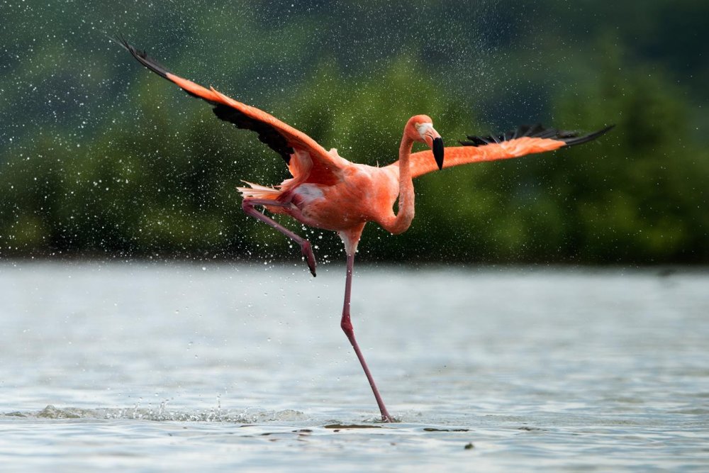 Фламинго Бегущий по воде