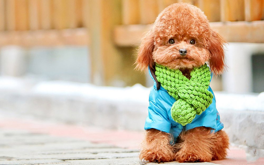 Собака в шарфике