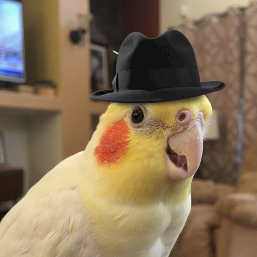 Попугайчик в шляпе