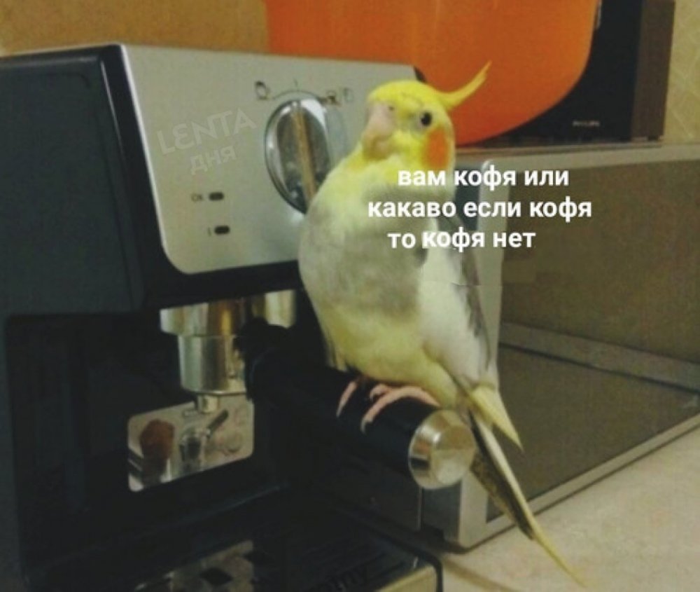 Мемы с попугаями с надписями