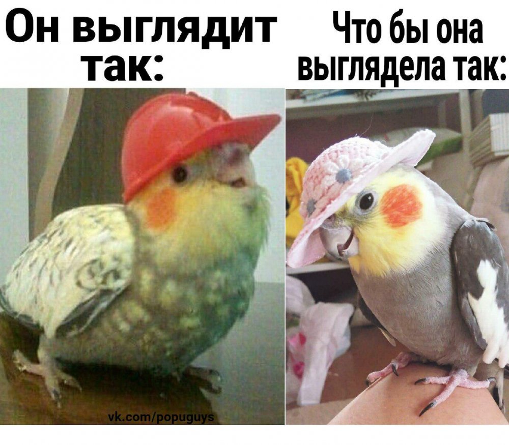 Мемы с попугаями про любовь