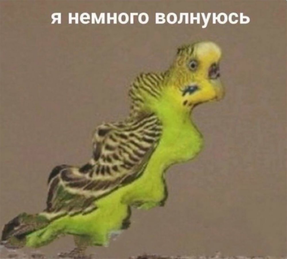 Попугай волнуется Мем