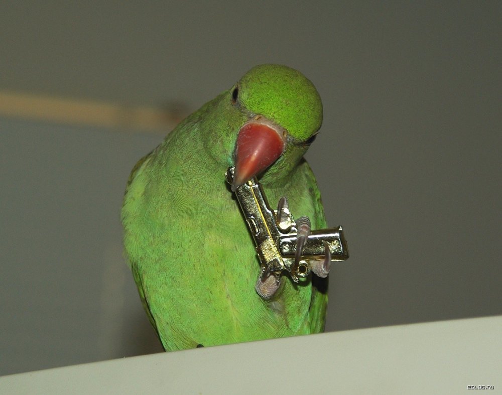 Ожереловый попугай Мем