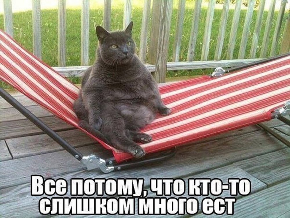 Лежак для кота