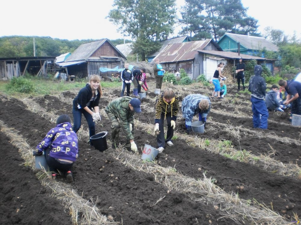 Приколы про копание картошки