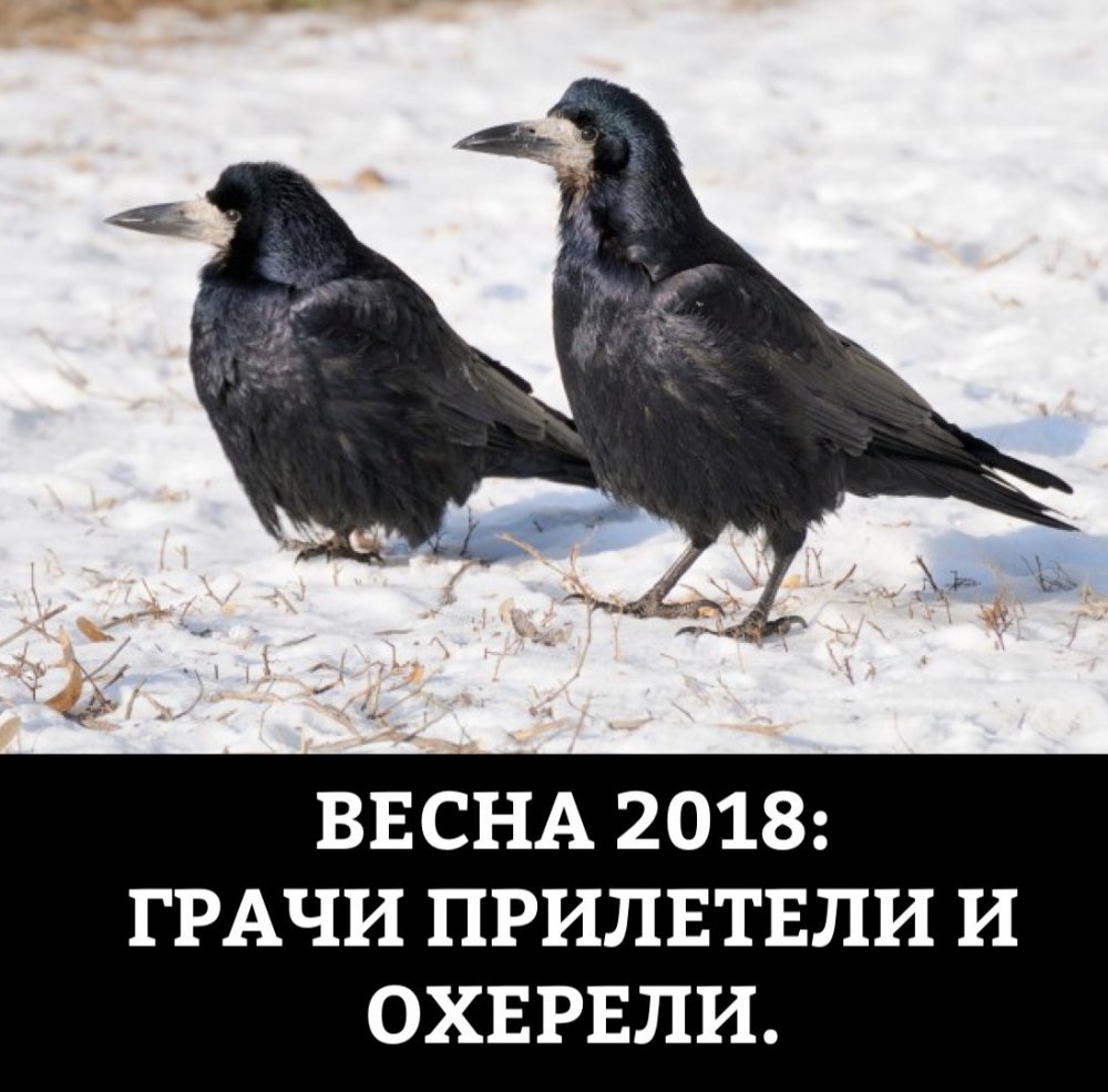 Весна Грачи прилетели и охренели