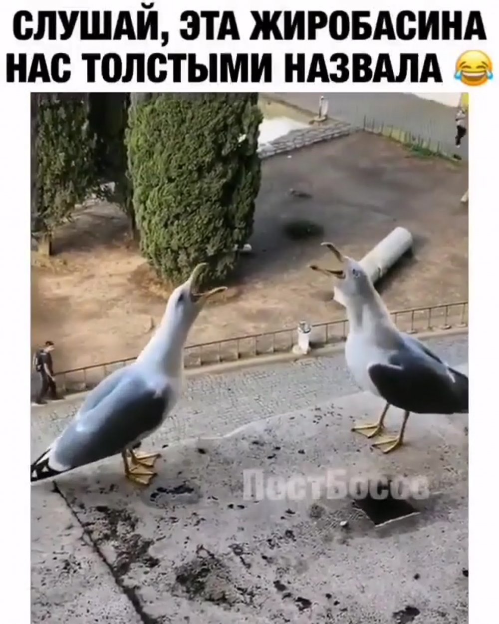 Чайки на помойке