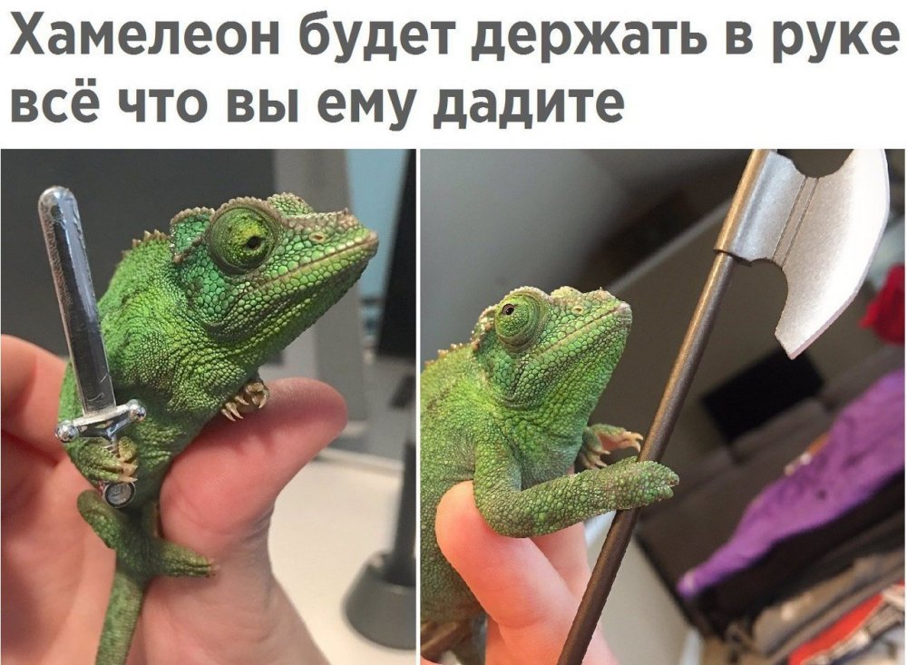 Шутки про ящериц