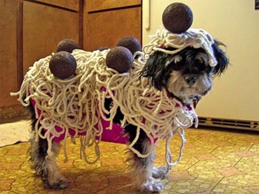 Смешные костюмы для собак