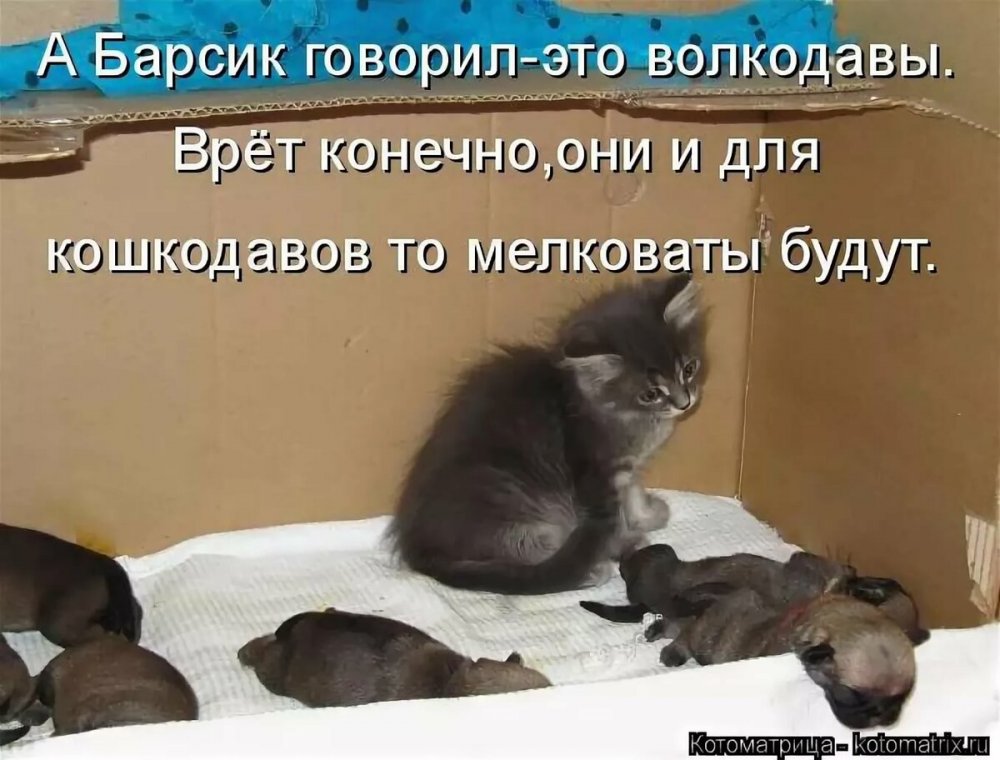 Котята приколы с надписями