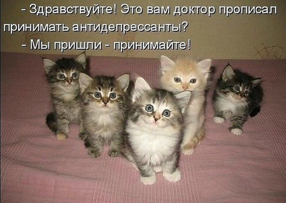 Котенок для поднятия настроения