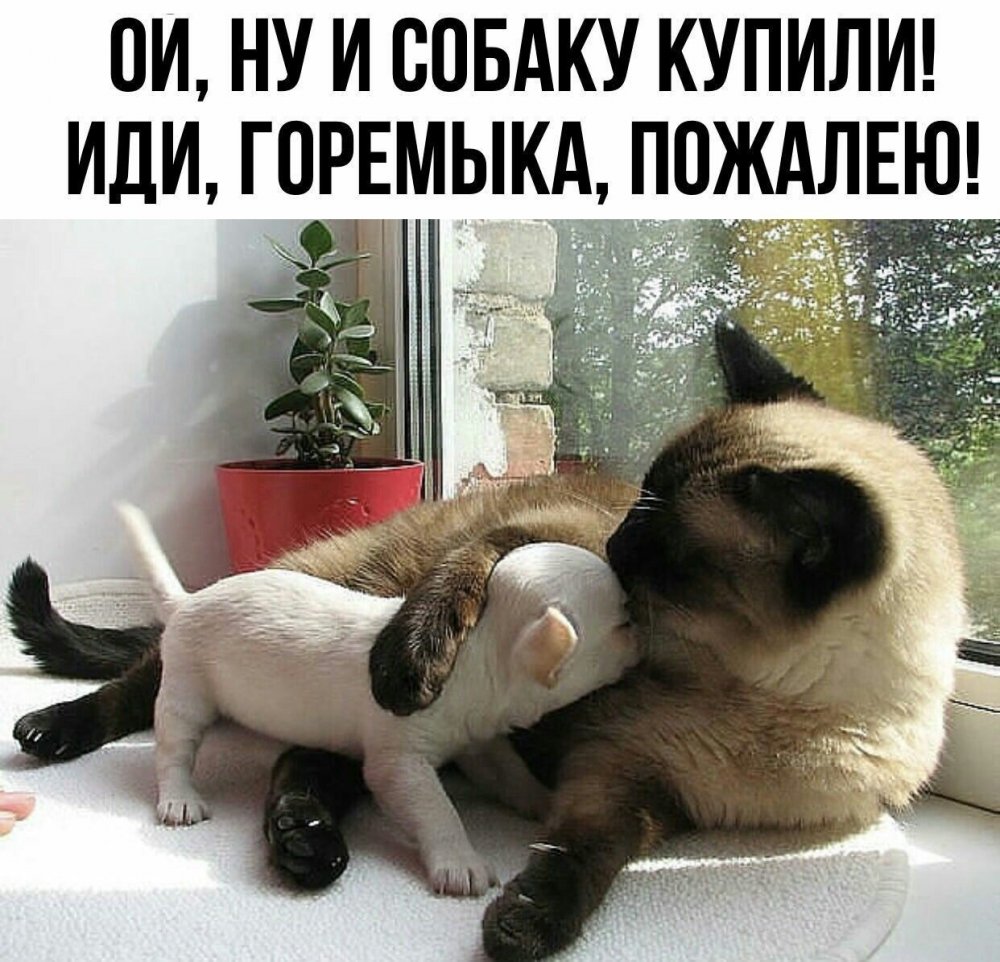 Кот жалеет