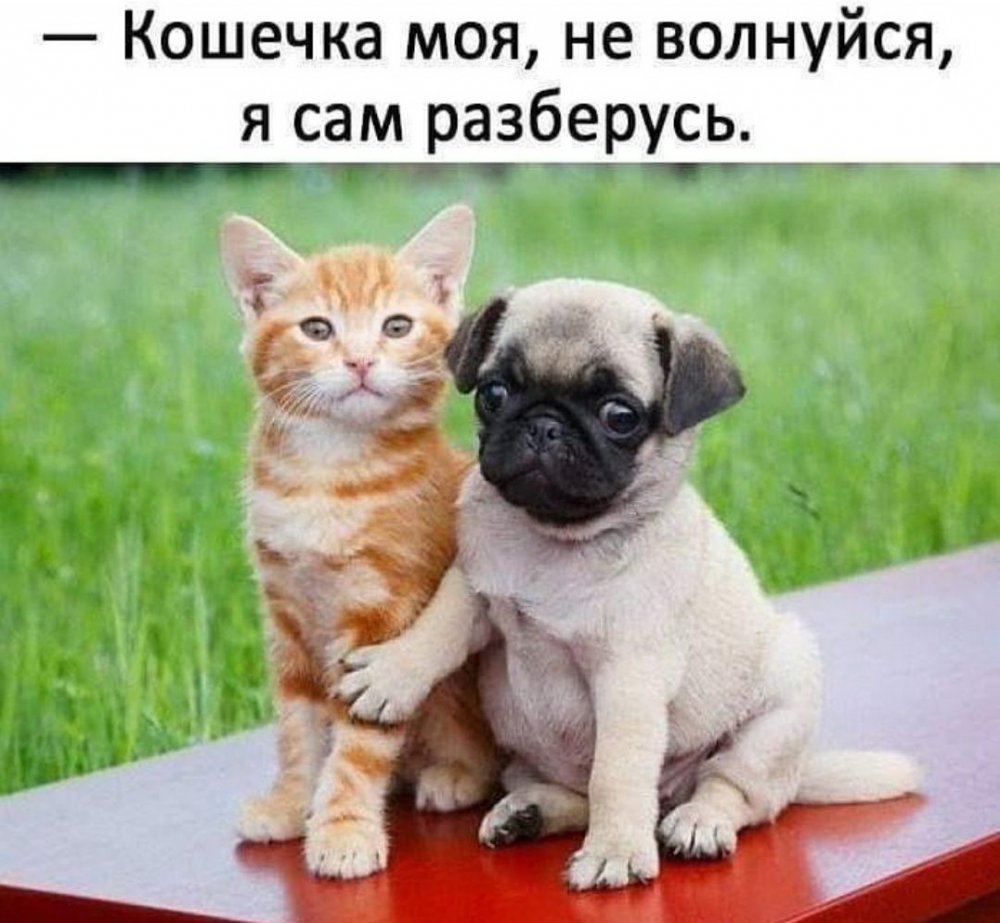 Мопс и котенок