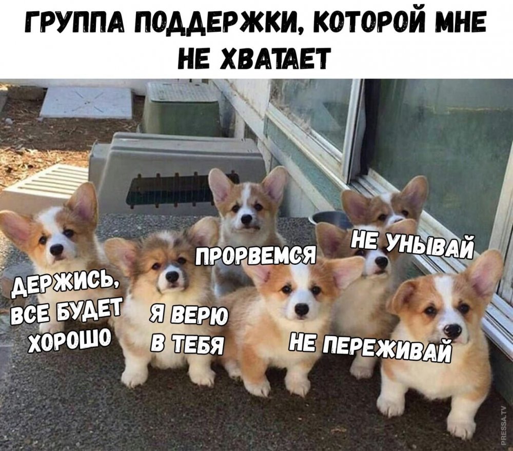 Корги все будет хорошо