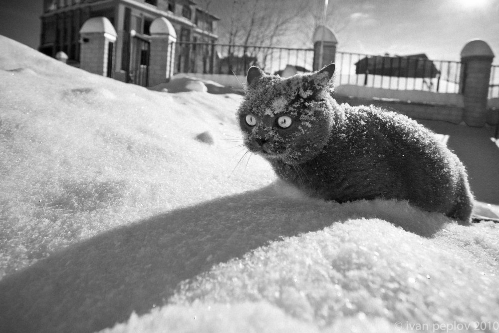 Кот в снегу кокаин