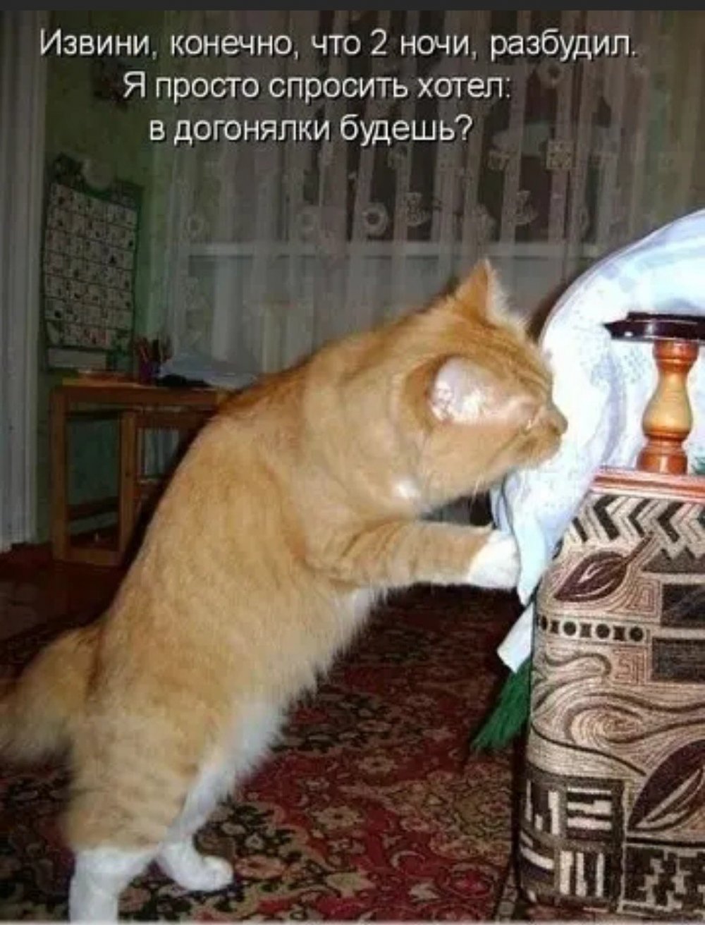 Шутки про кота