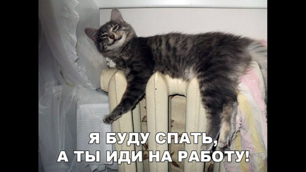 Кот иди на работу