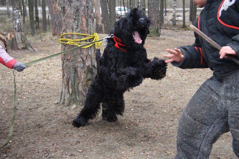 Ризеншнауцер ЗКС