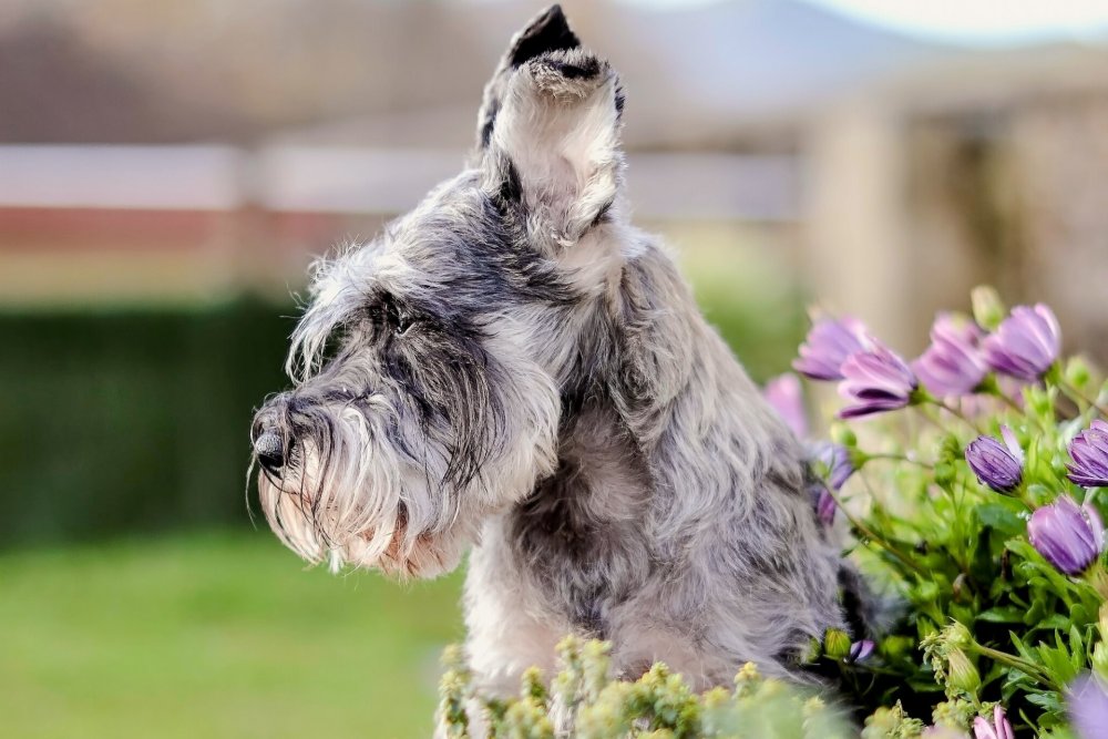 Running Schnauzer