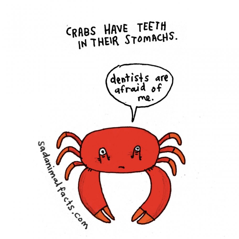 Интересные факты о зубах животных