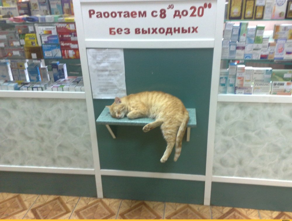 Кот Аптекарь