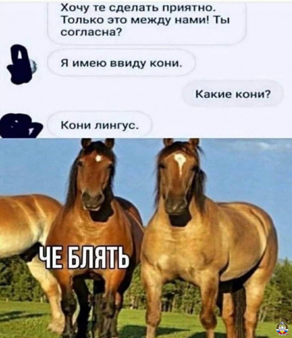 Шутки про коней