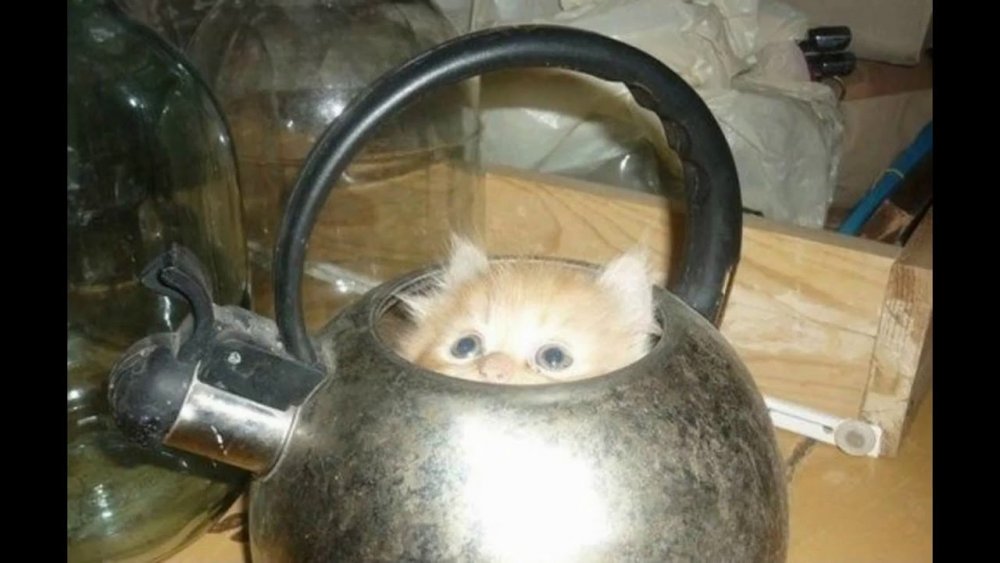 Чайник кот