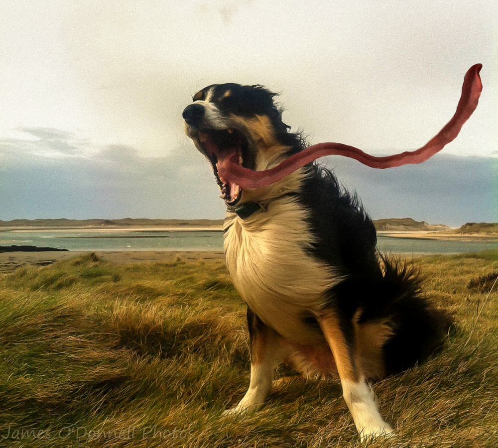 Собака на ветру