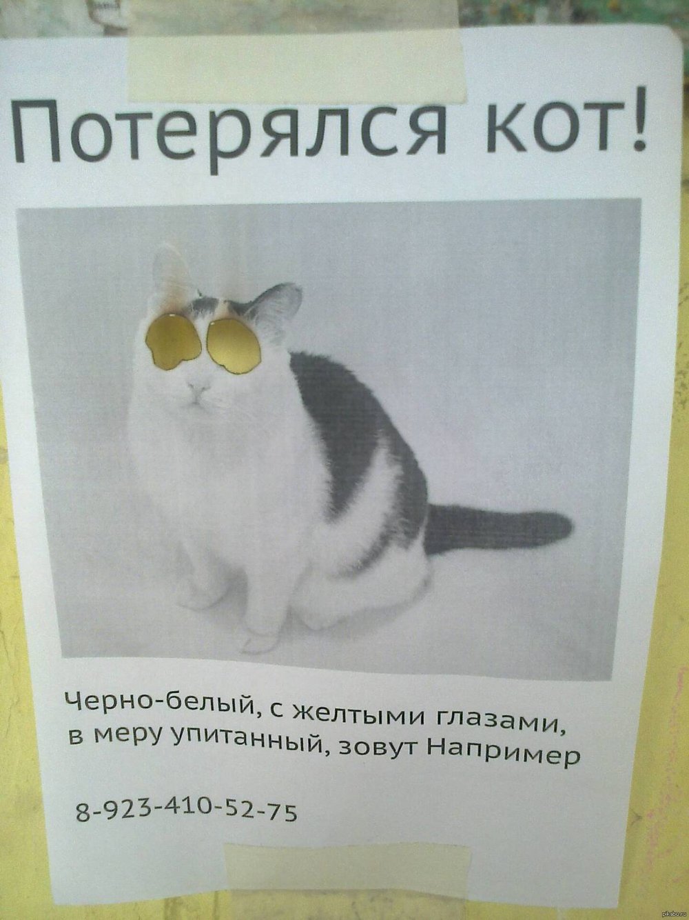 Потерялся кот