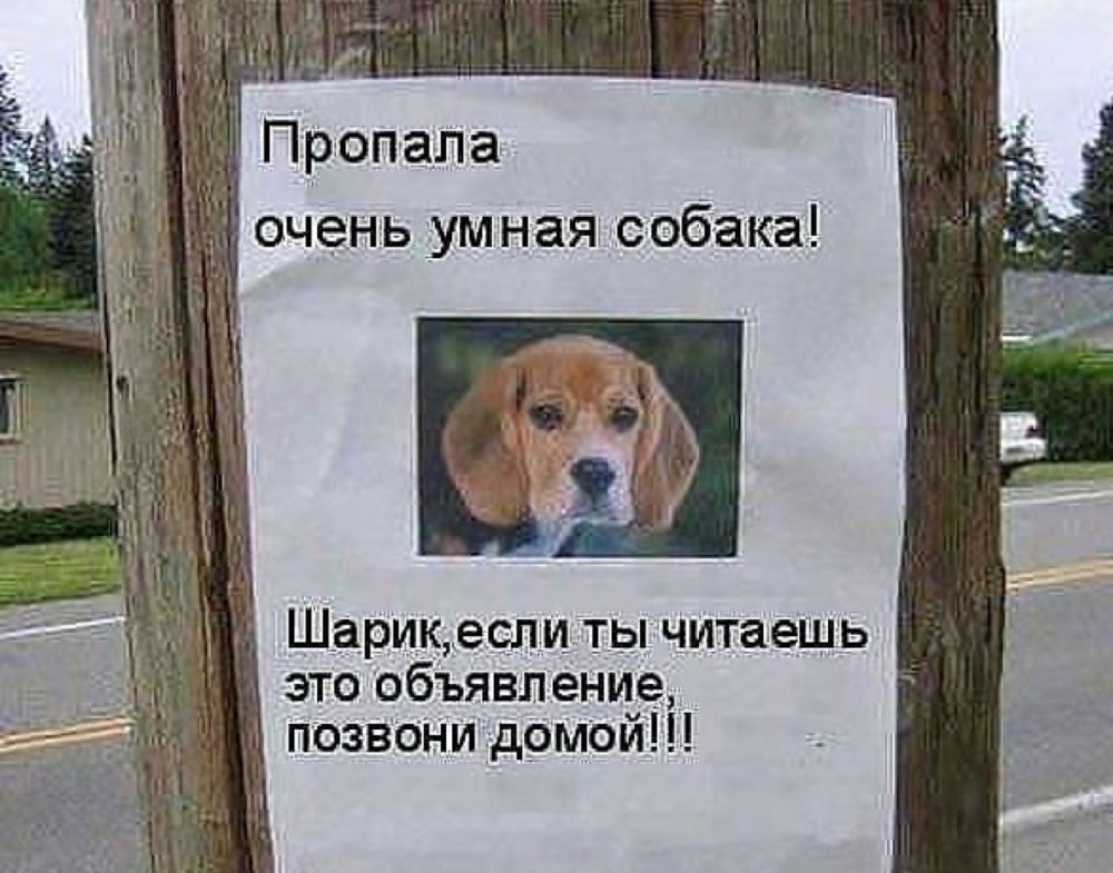 Пропала собака прикол