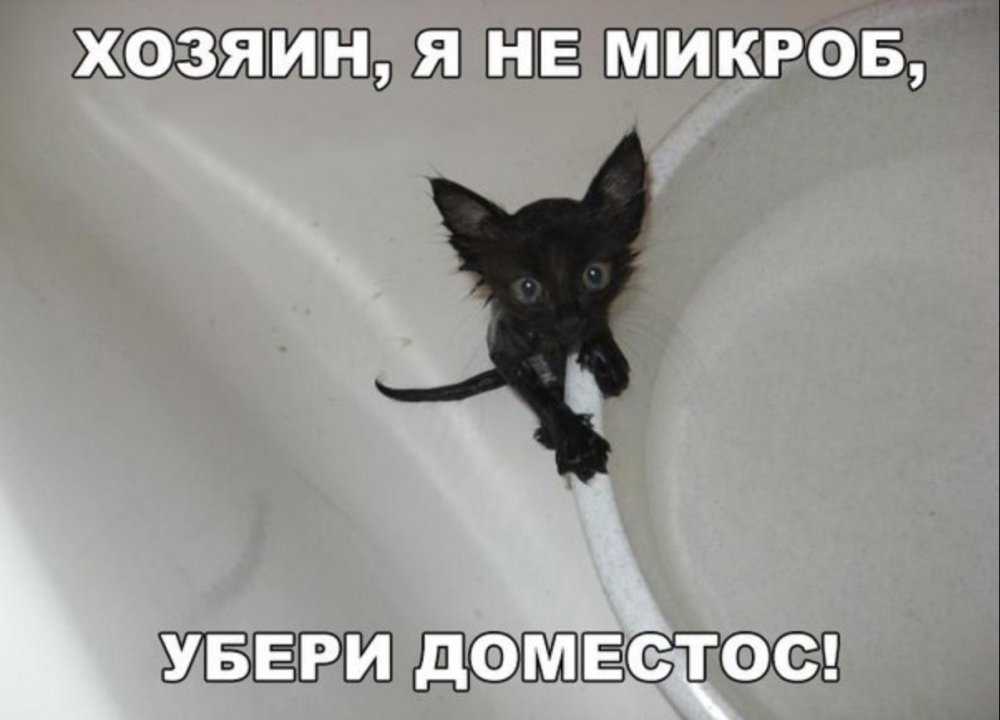 Смешные чёрные коты с надписями