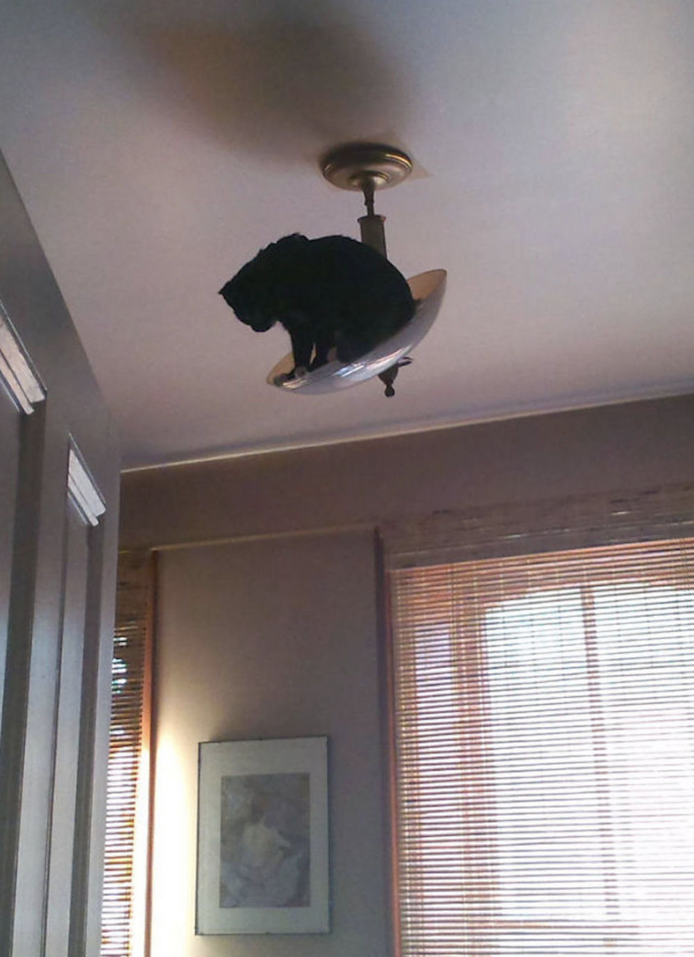 Кошки в подвесном потолке