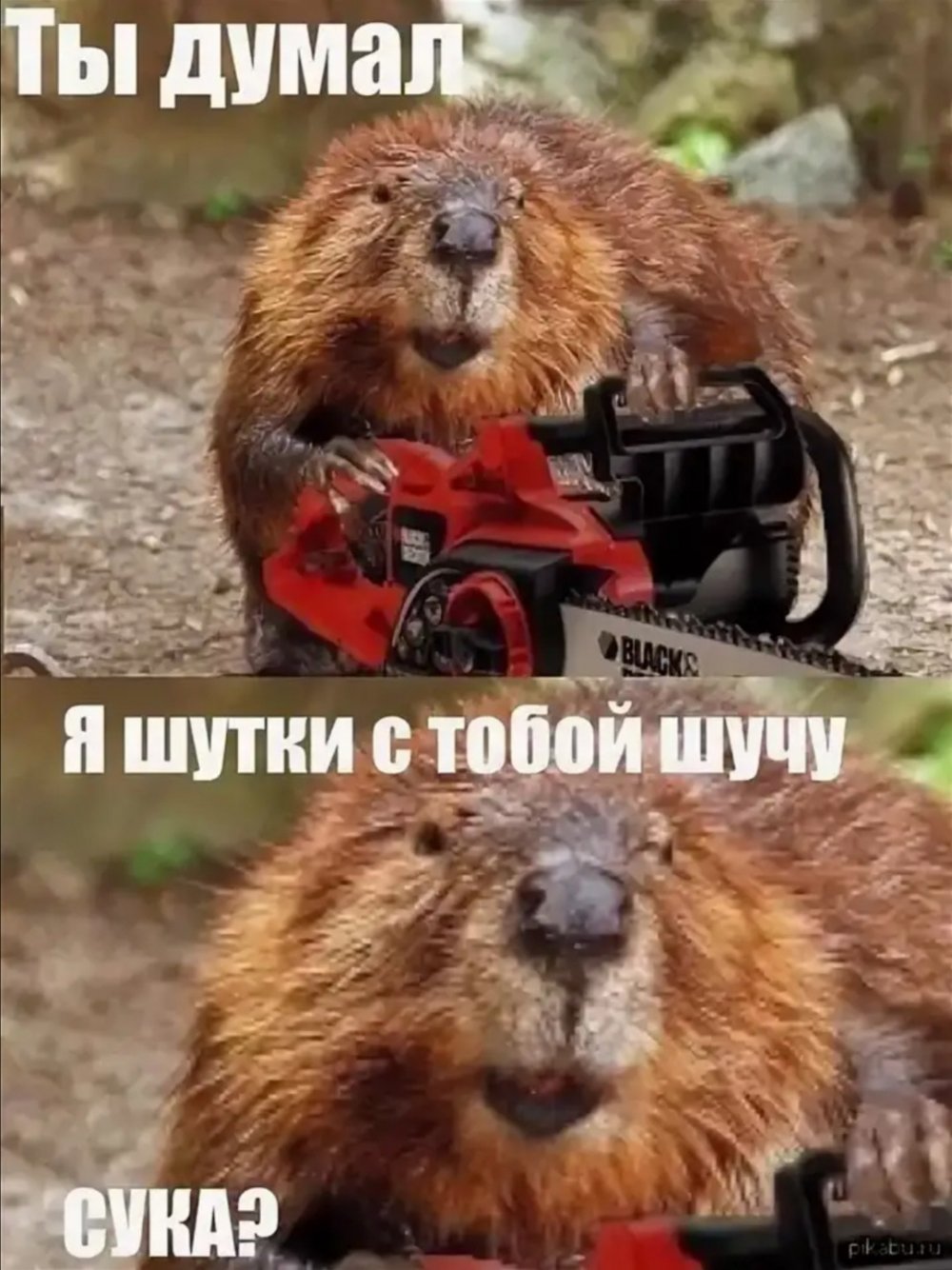 Бобер Мем