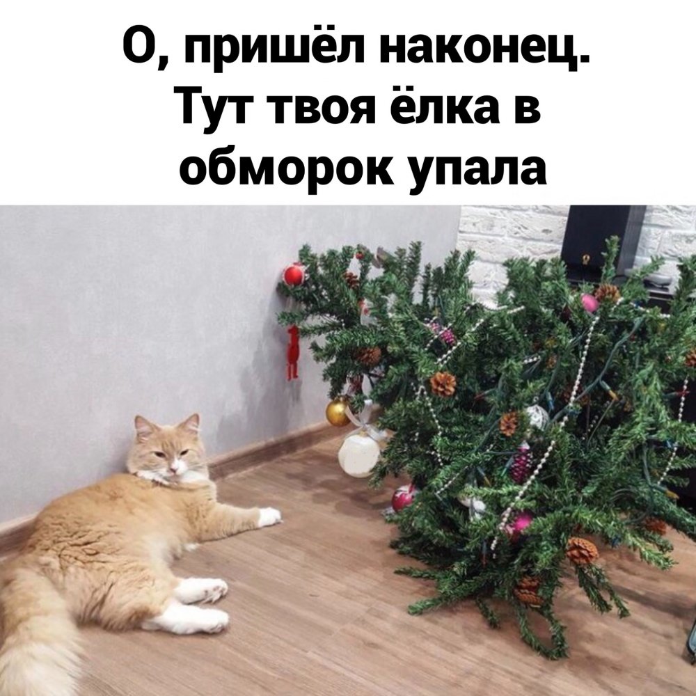 Коты и елка приколы