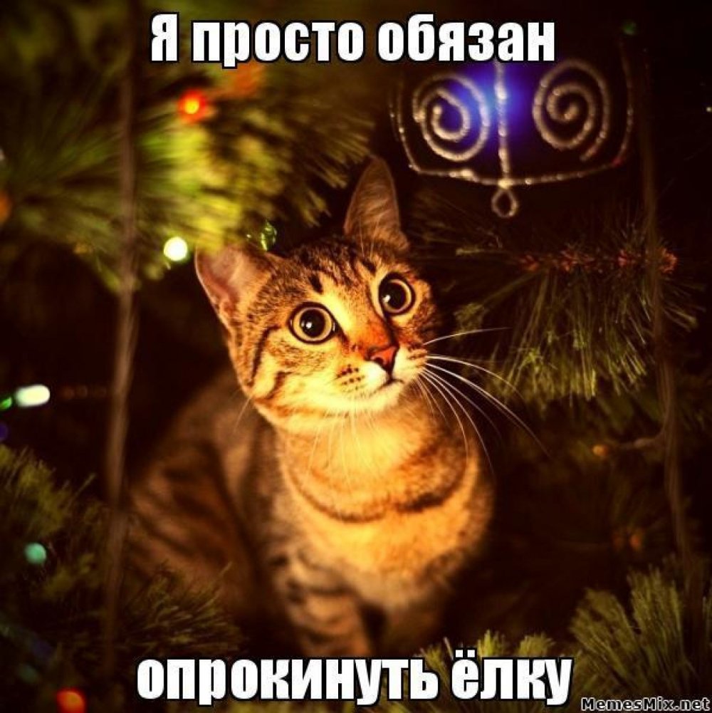 Новогодние мемы с котами