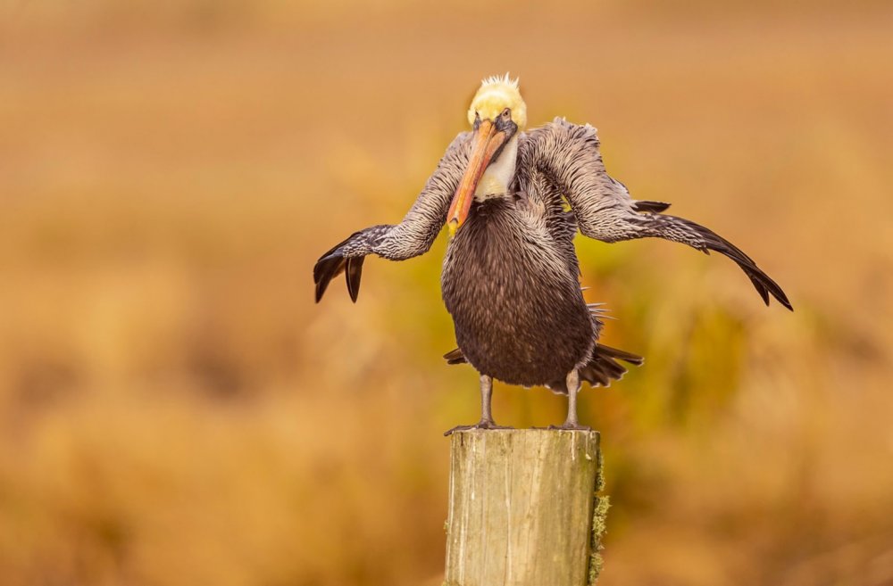 Финалисты comedy Wildlife Photography Awards