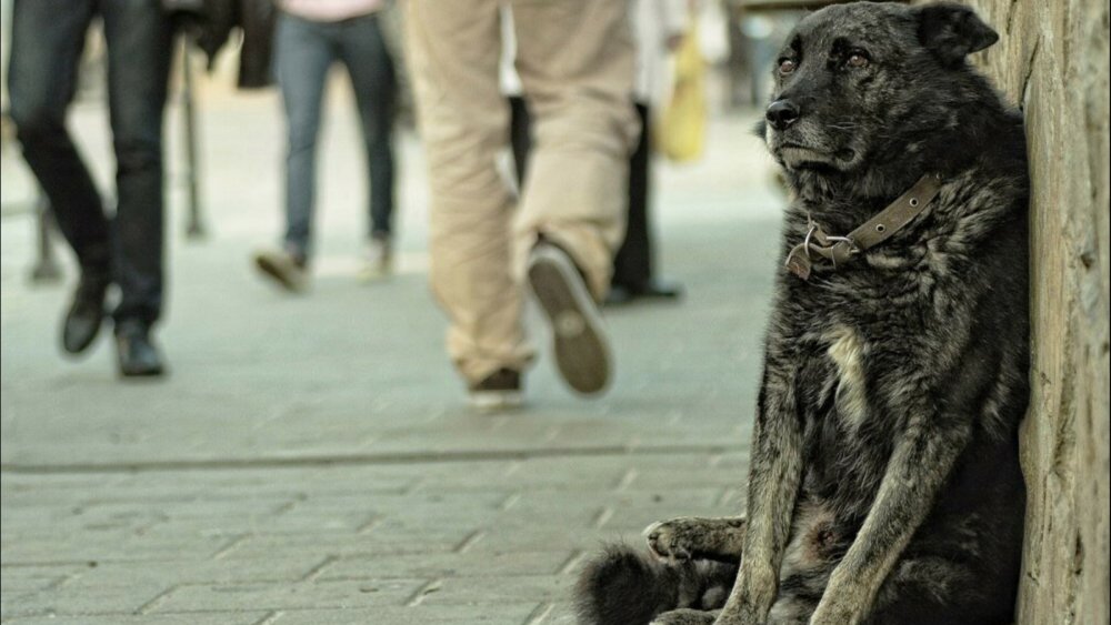 Кошки и собаки приколы с надписями