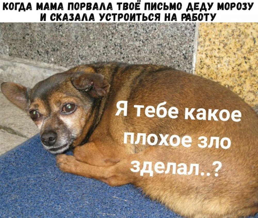 Собака нюхает