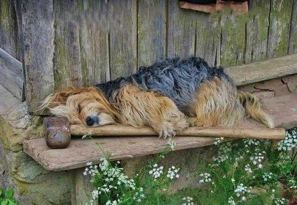 Собака в валенках и шапке