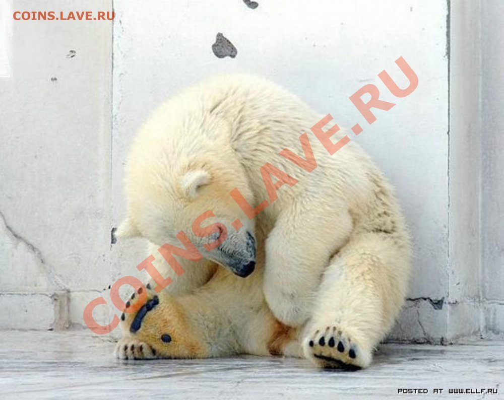 Белые медведи вымирают